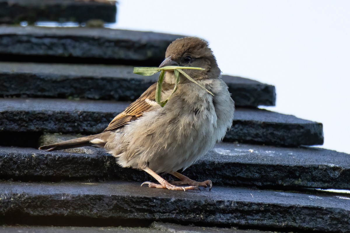 Moineau domestique - ML620824465