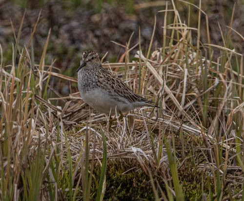 Wood Sandpiper - ML620824467