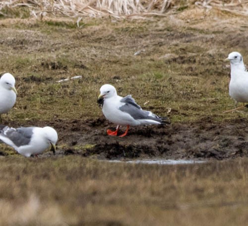 Red-legged Kittiwake - ML620824471