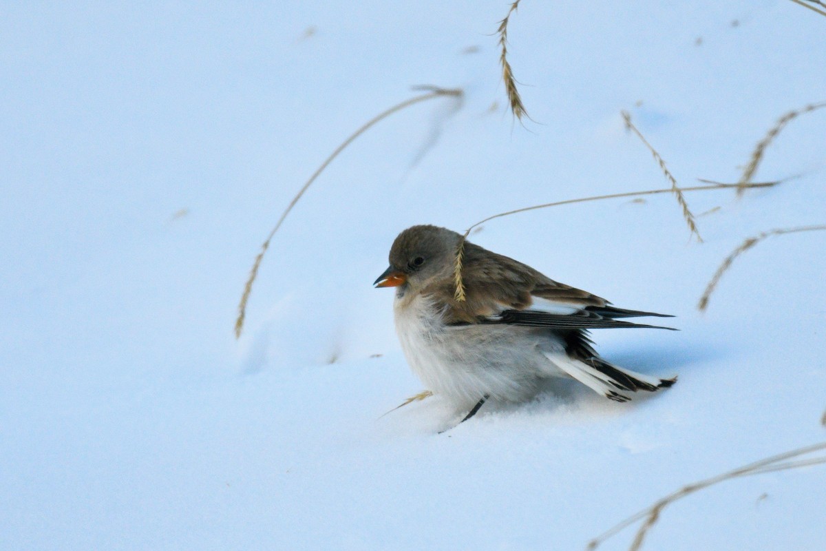 White-winged Snowfinch - ML620824472