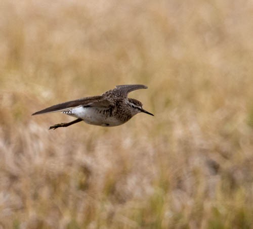 Wood Sandpiper - Carlton Cook