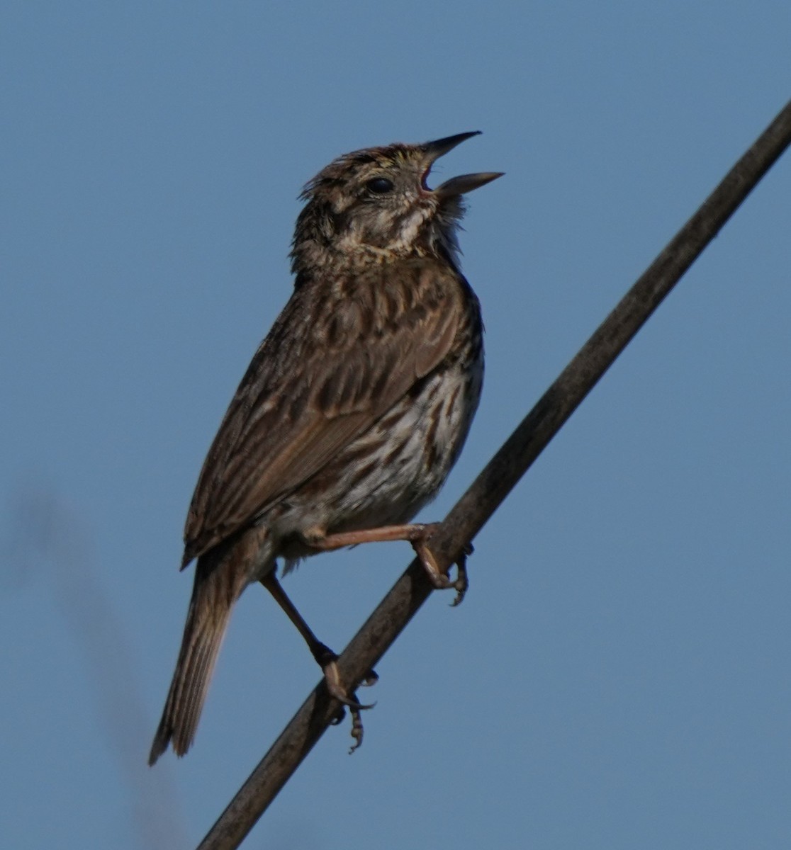 Song Sparrow - ML620824475