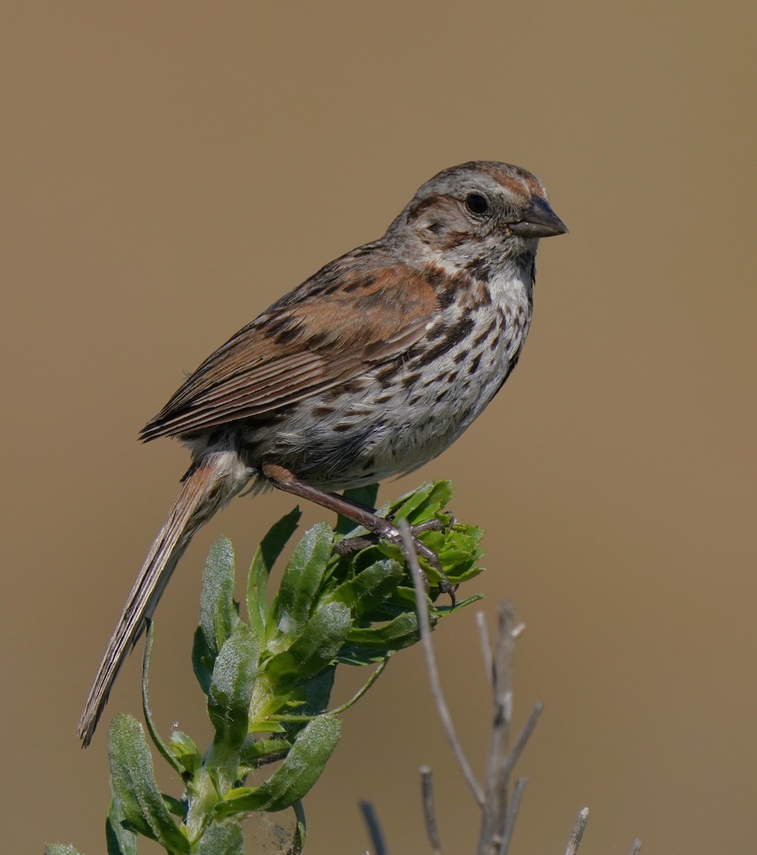 Song Sparrow - Richard Block