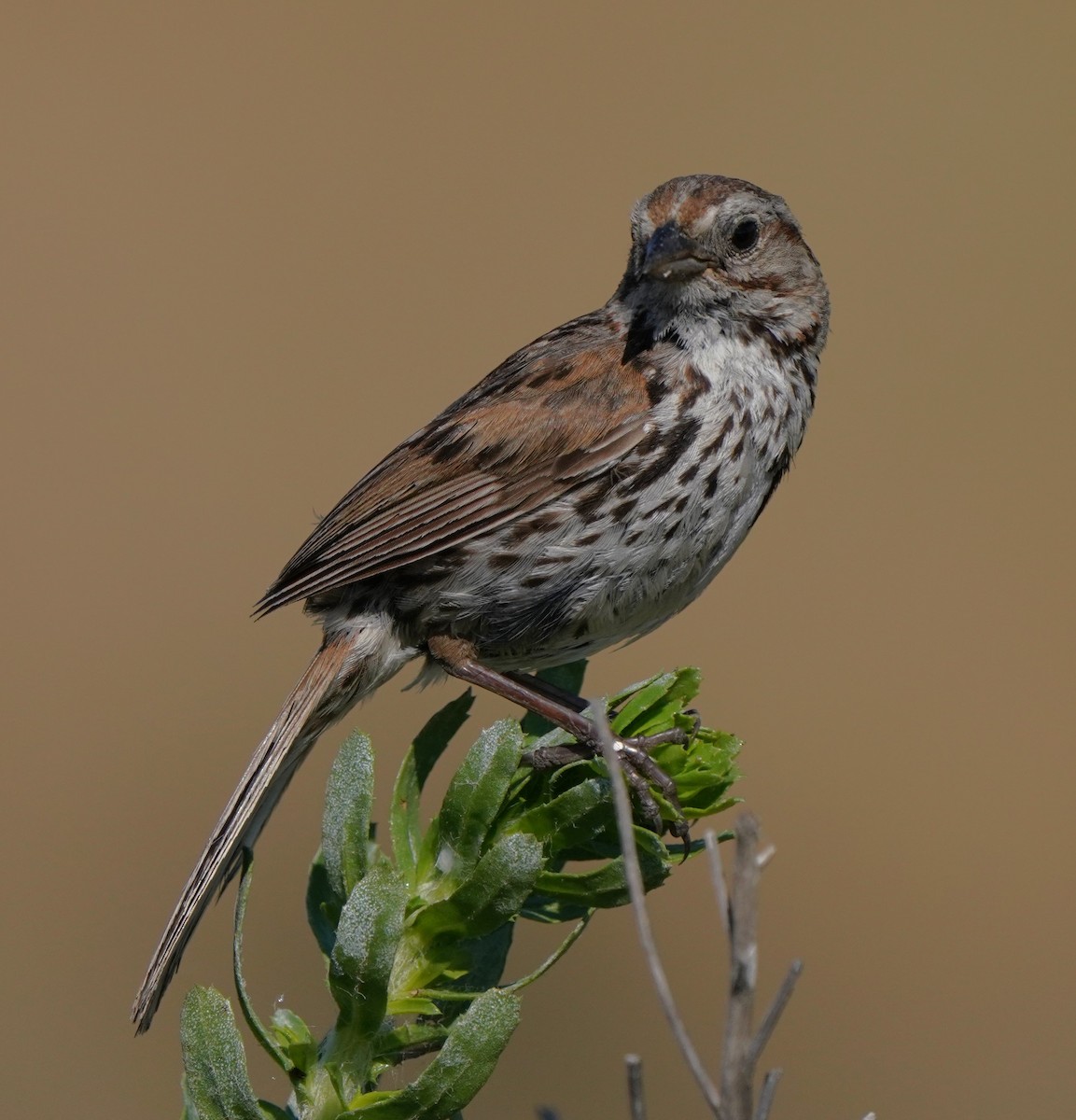 Song Sparrow - ML620824477