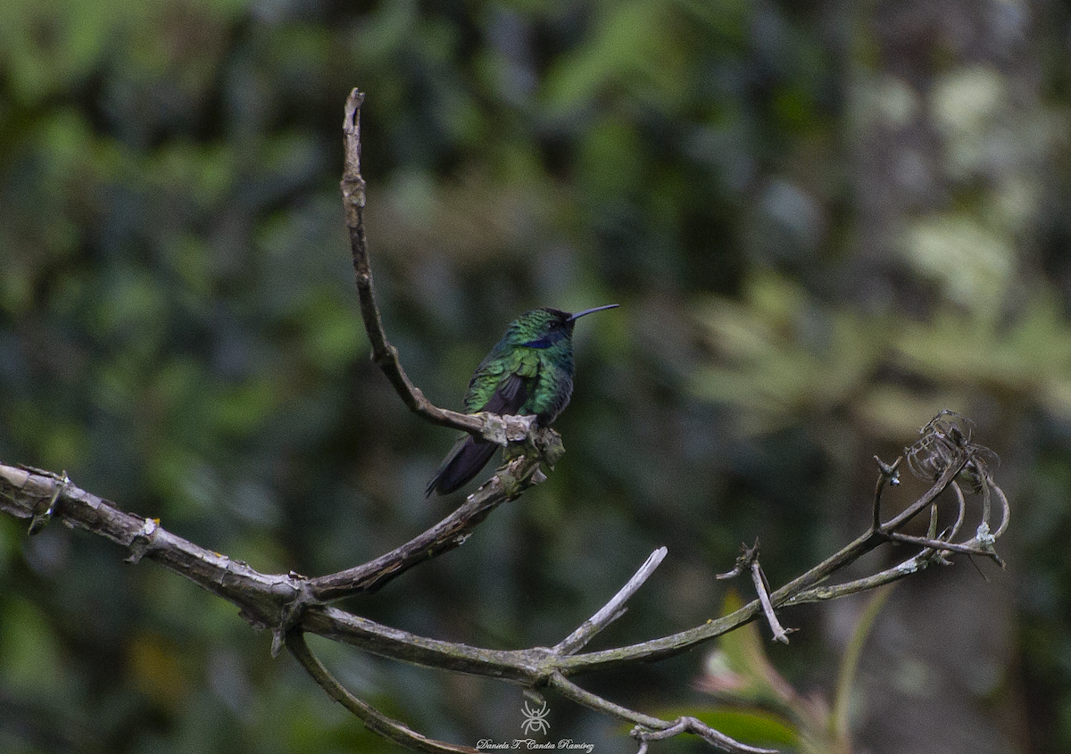 Colibrí Oreja Violeta Menor - ML620824478