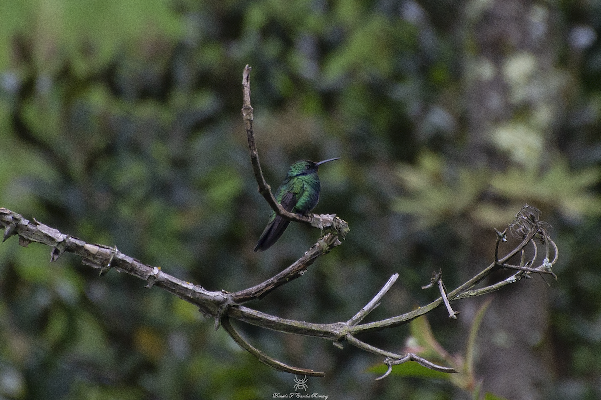 Lesser Violetear - ML620824480