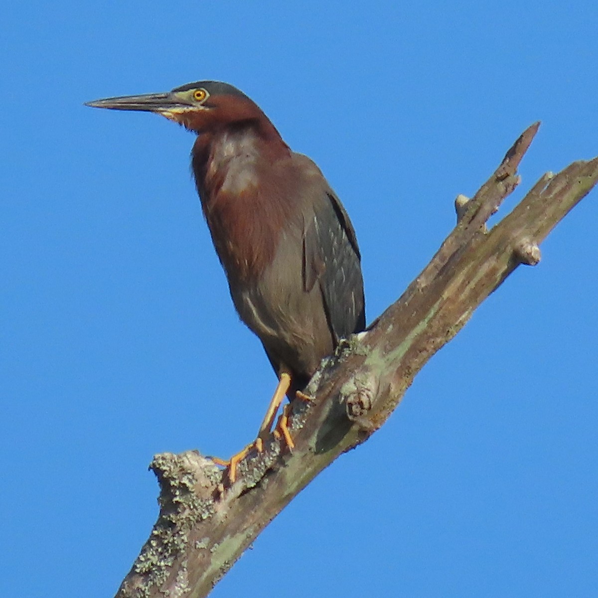 Green Heron - Tom & Anna Leith