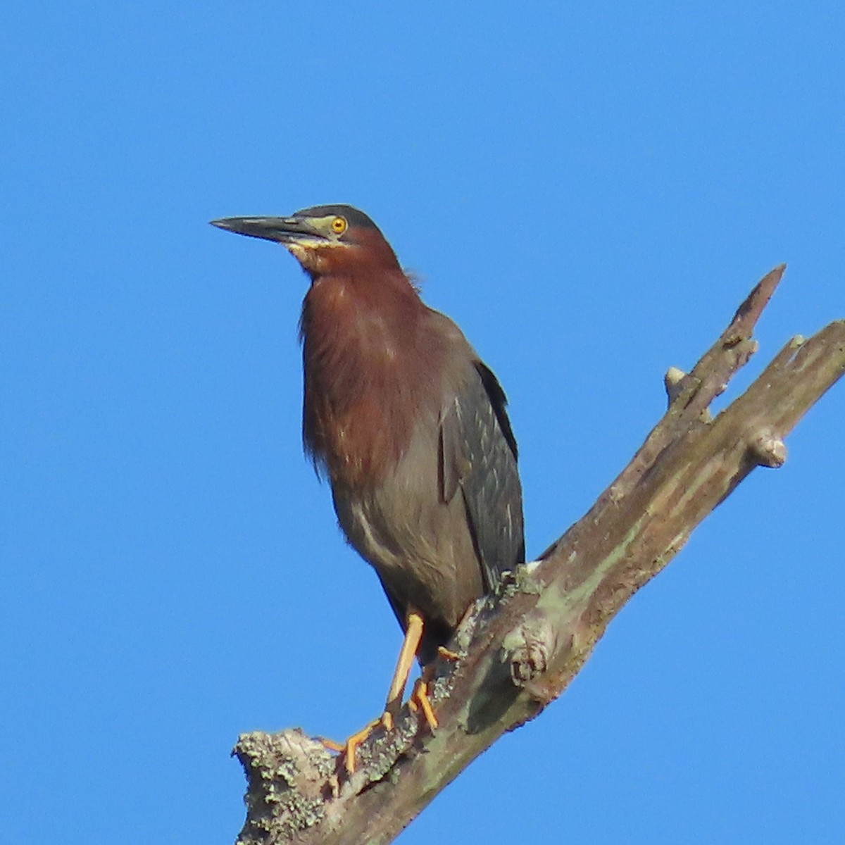 Green Heron - ML620824484