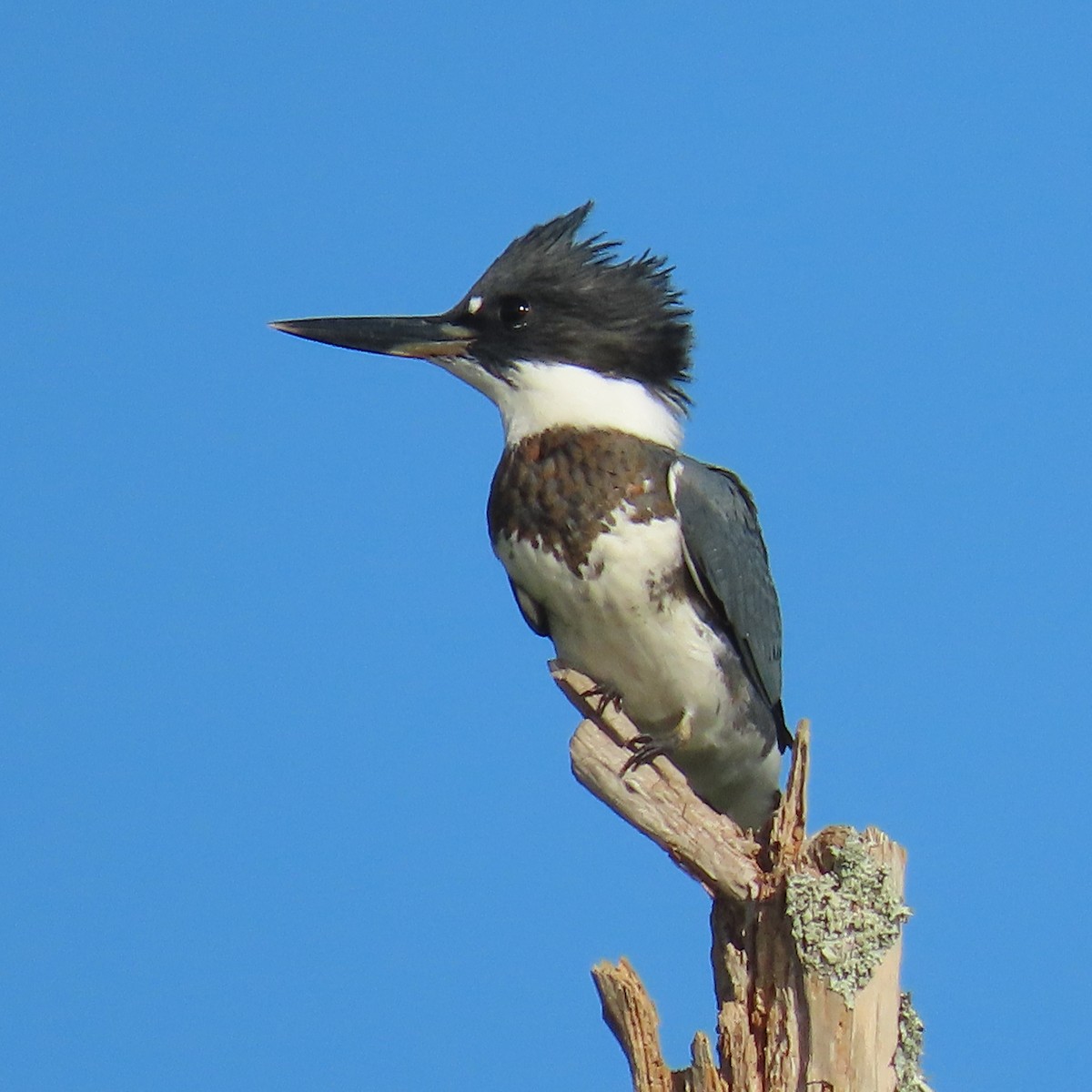 Belted Kingfisher - ML620824491