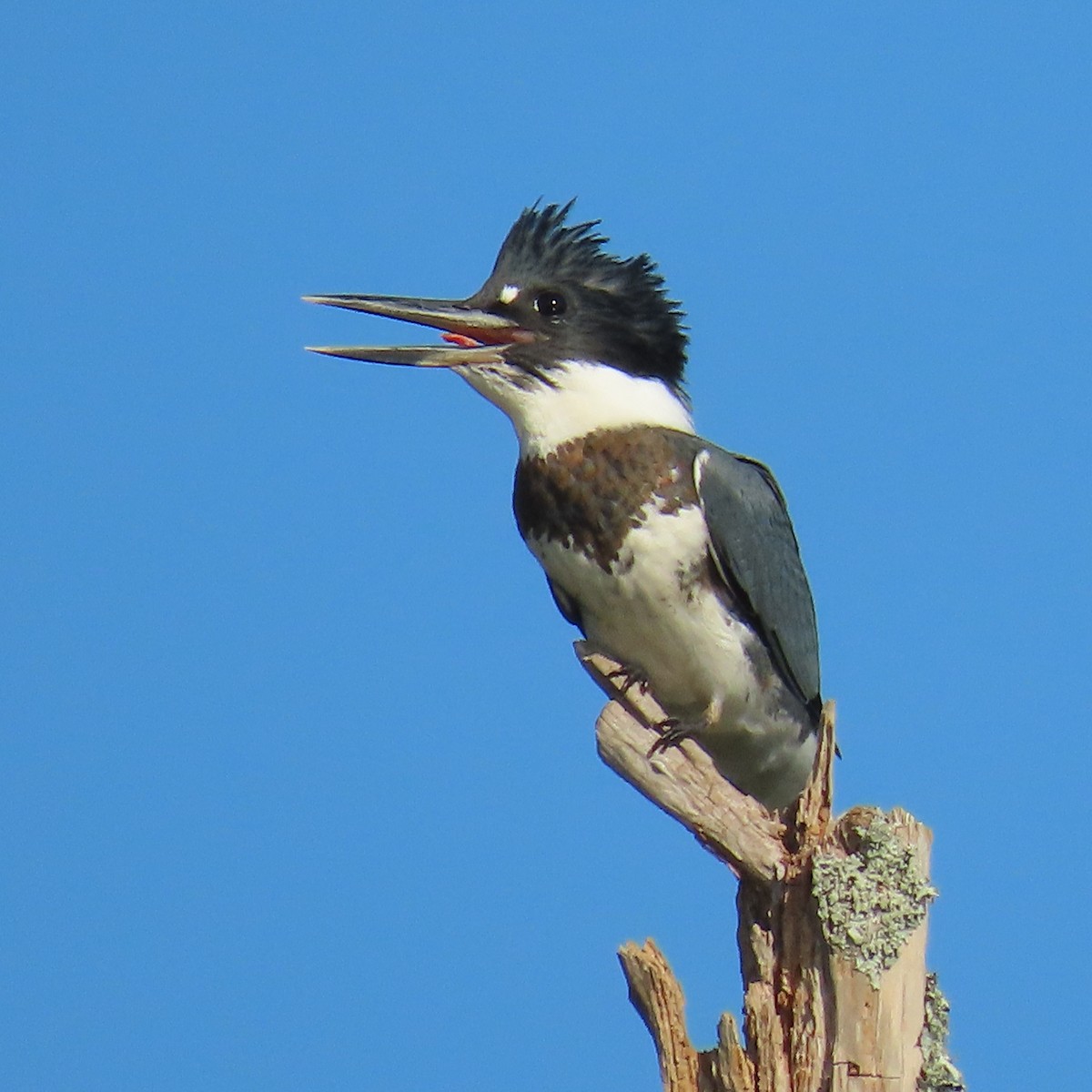 Belted Kingfisher - ML620824493