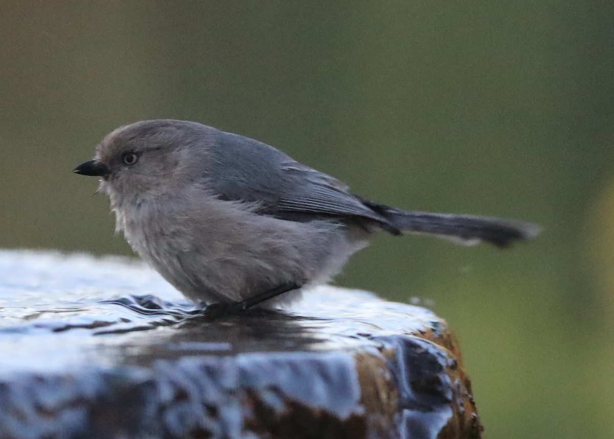 Bushtit - Linda Dalton