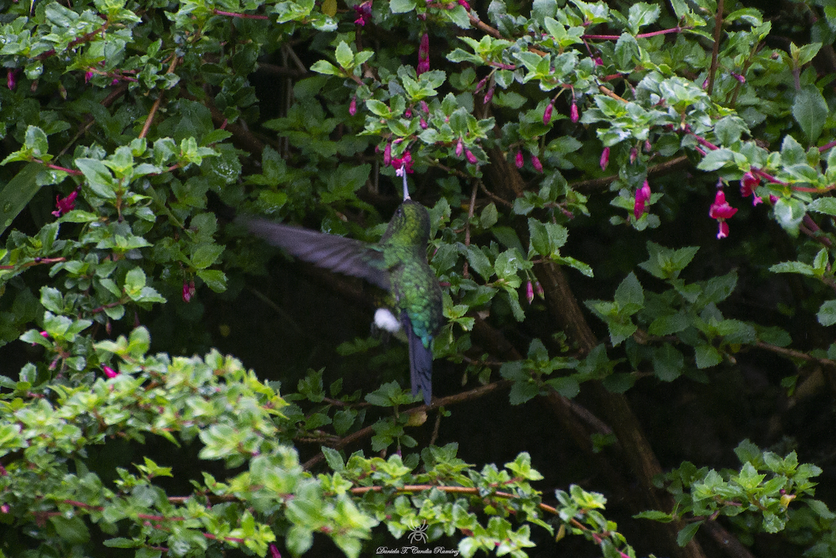 Coppery-bellied Puffleg - ML620824498