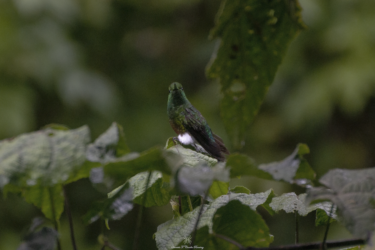 Coppery-bellied Puffleg - ML620824499