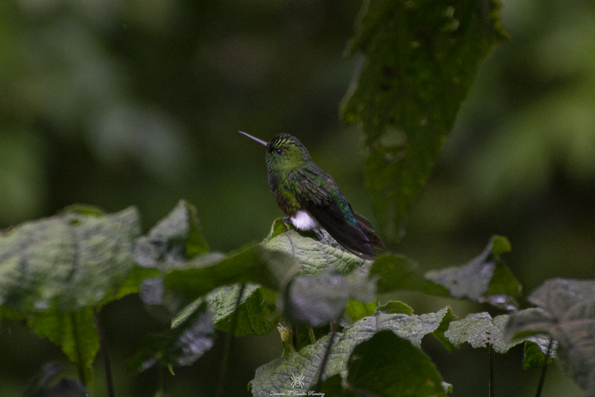 Coppery-bellied Puffleg - ML620824500