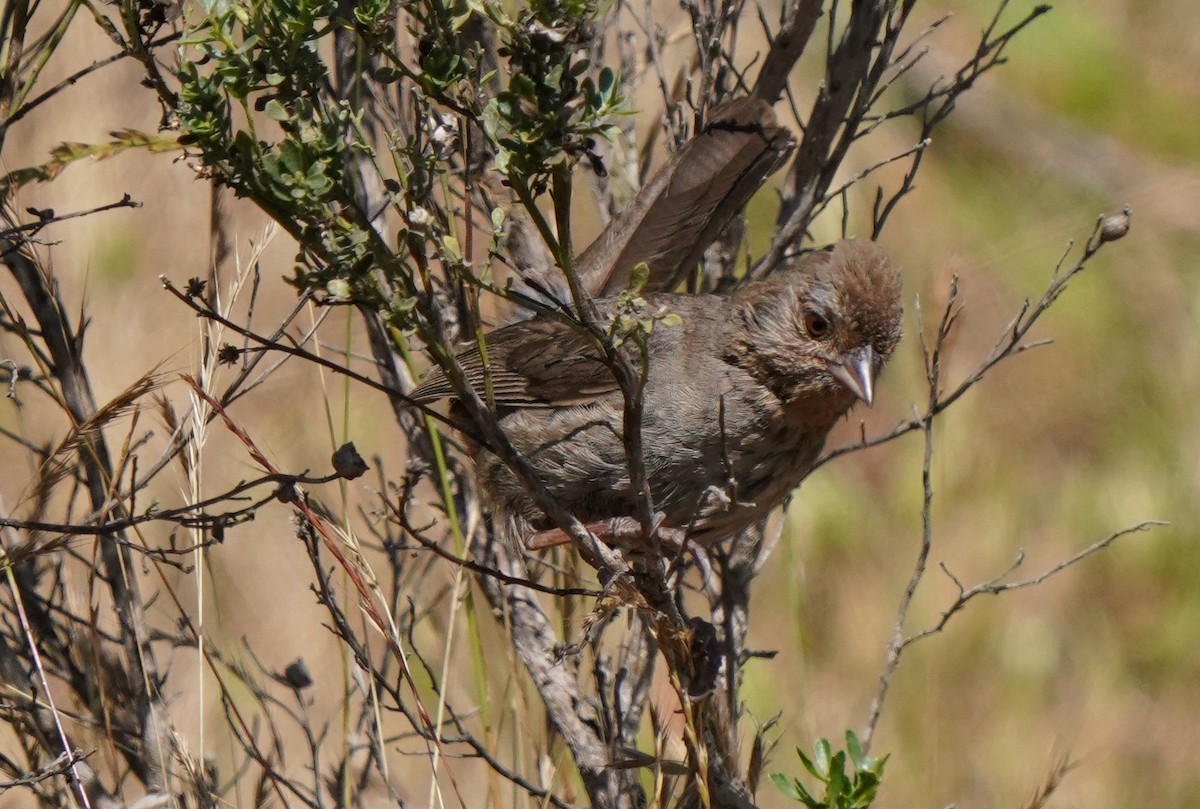 California Towhee - ML620824504