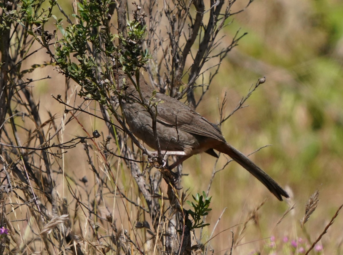 California Towhee - ML620824505