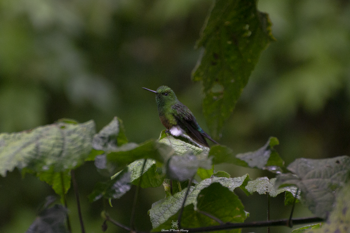 Coppery-bellied Puffleg - ML620824507