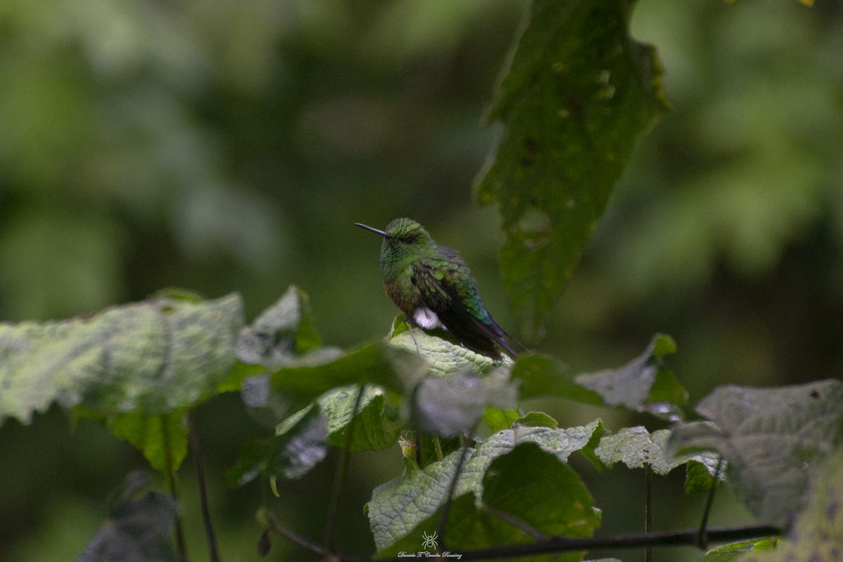 Coppery-bellied Puffleg - Daniela Candia