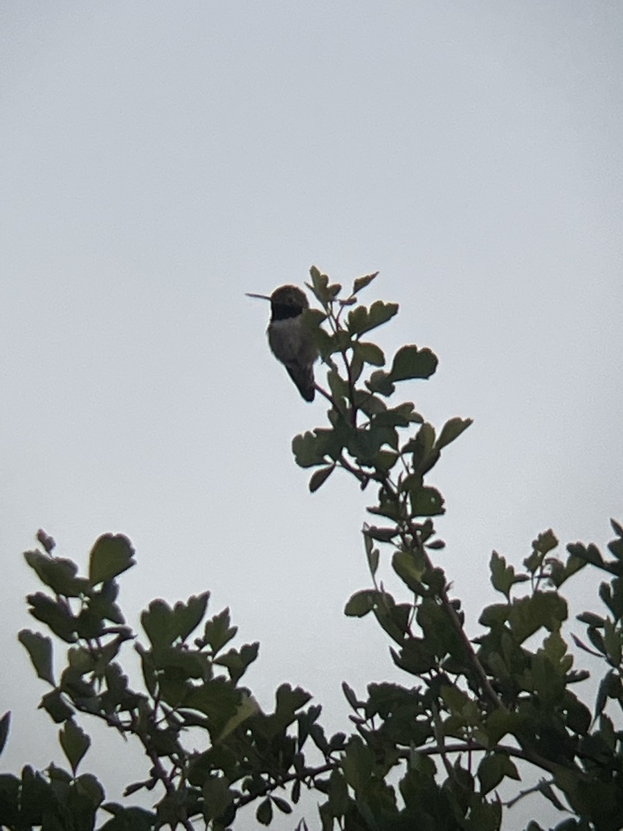 Broad-tailed Hummingbird - ML620824515