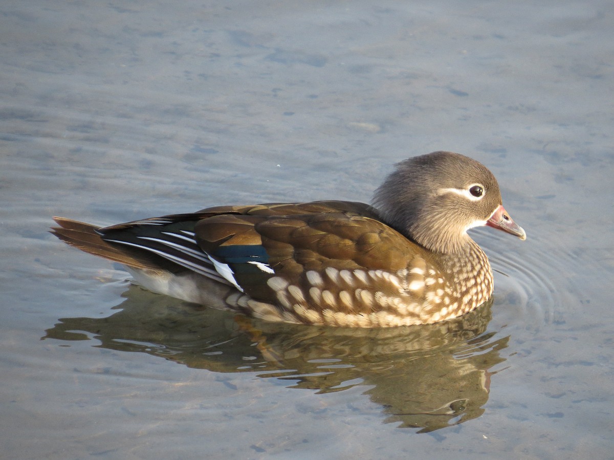 Mandarin Duck - ML620824517