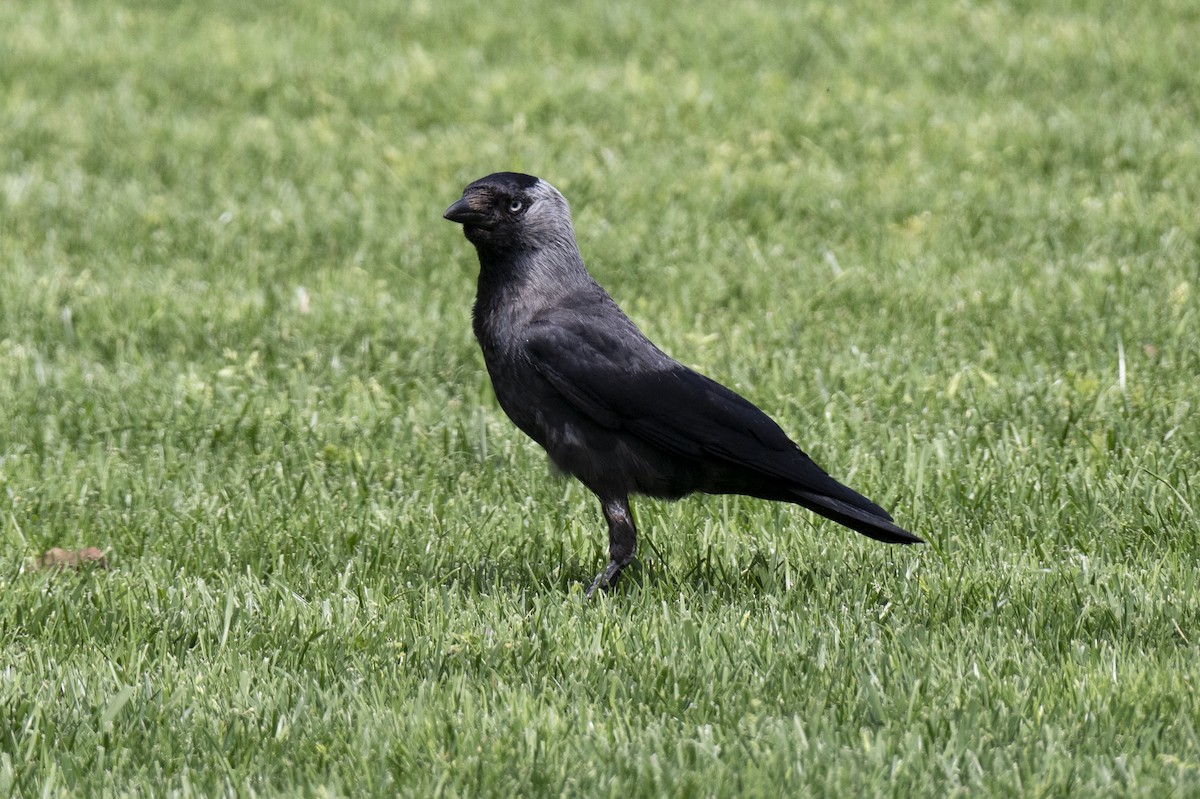 Eurasian Jackdaw - ML620824519