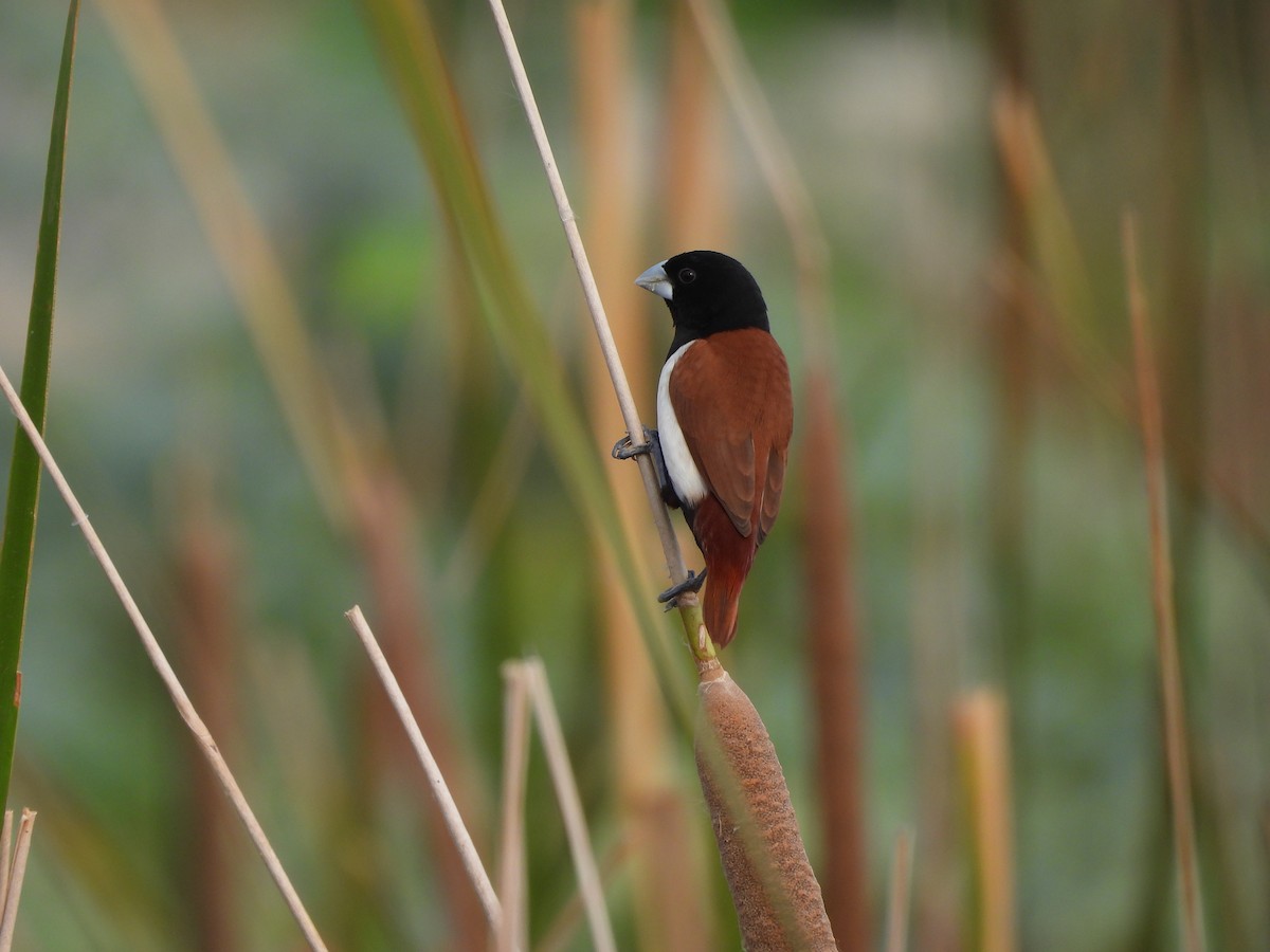 Tricolored Munia - ML620824520