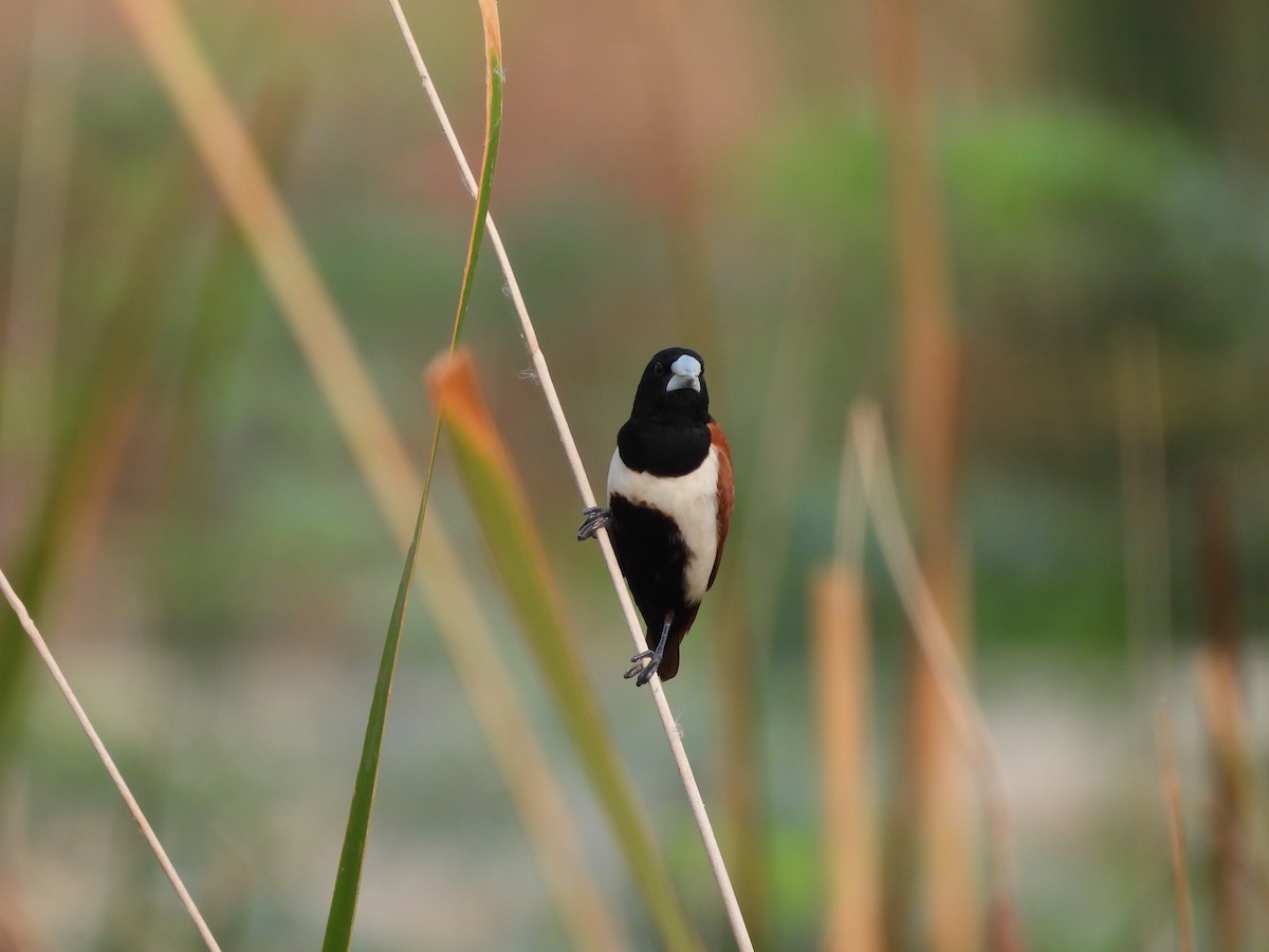 Tricolored Munia - ML620824521