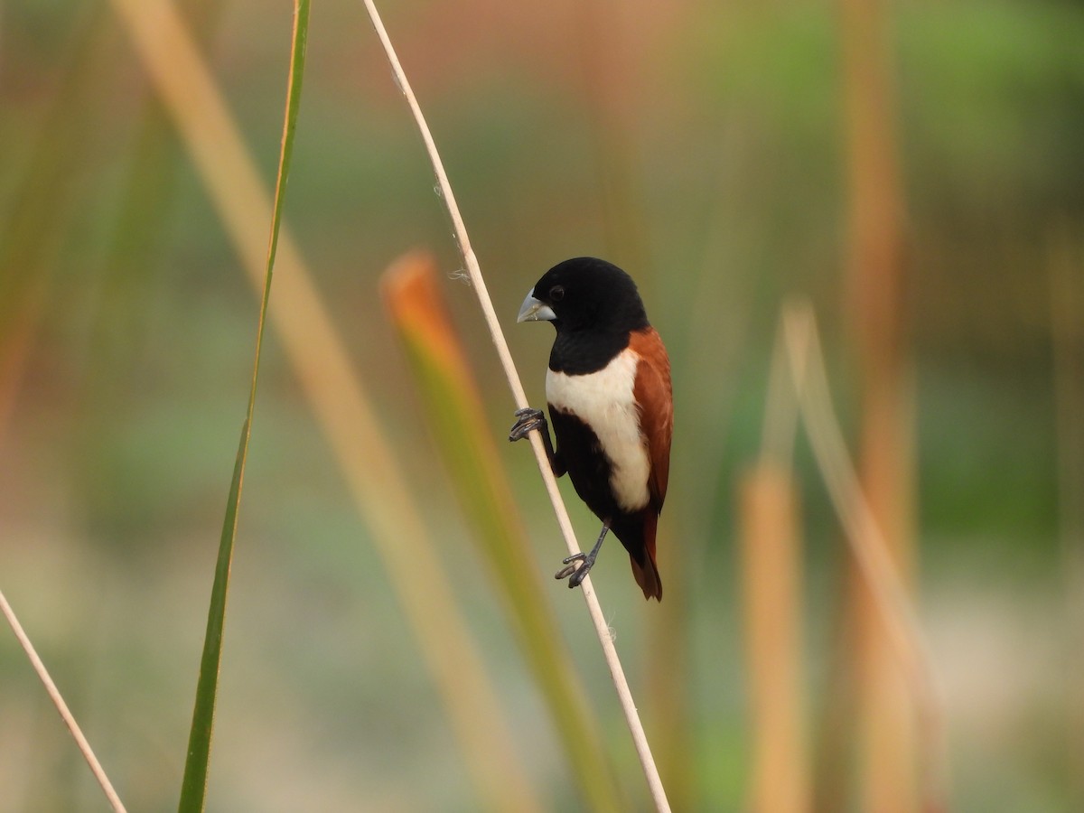 Tricolored Munia - ML620824522