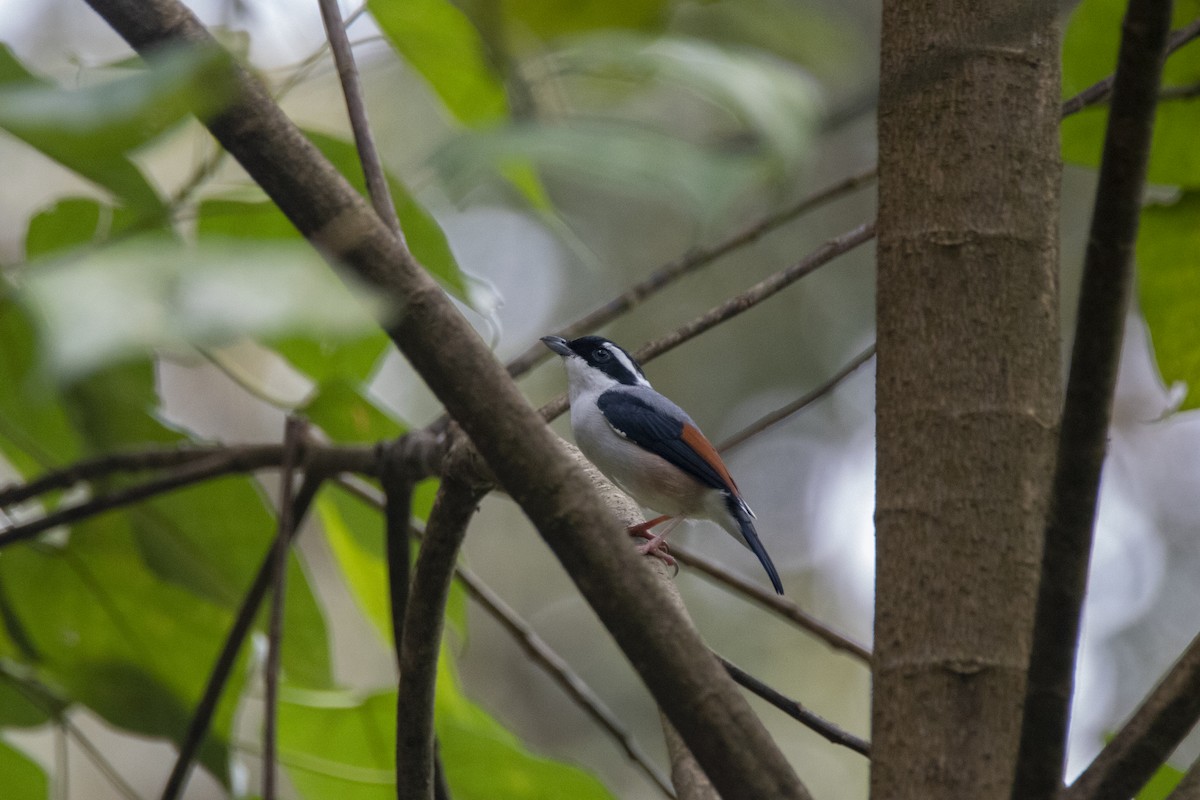 Vireo Alcaudón Cejiblanco - ML620824527