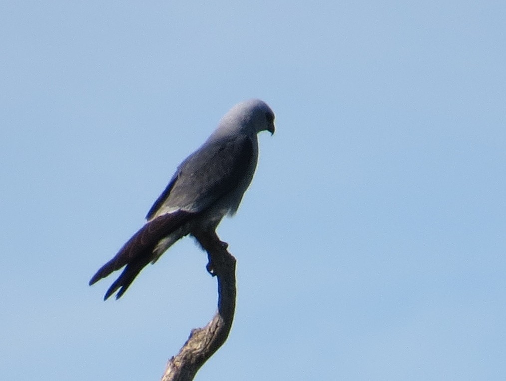 Mississippi Kite - ML620824530