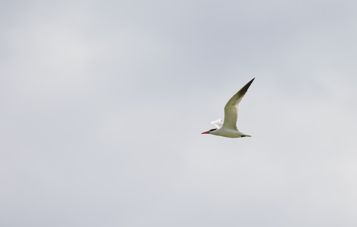 Caspian Tern - ML620824531