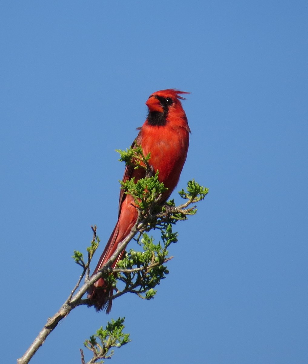 Northern Cardinal - ML620824535