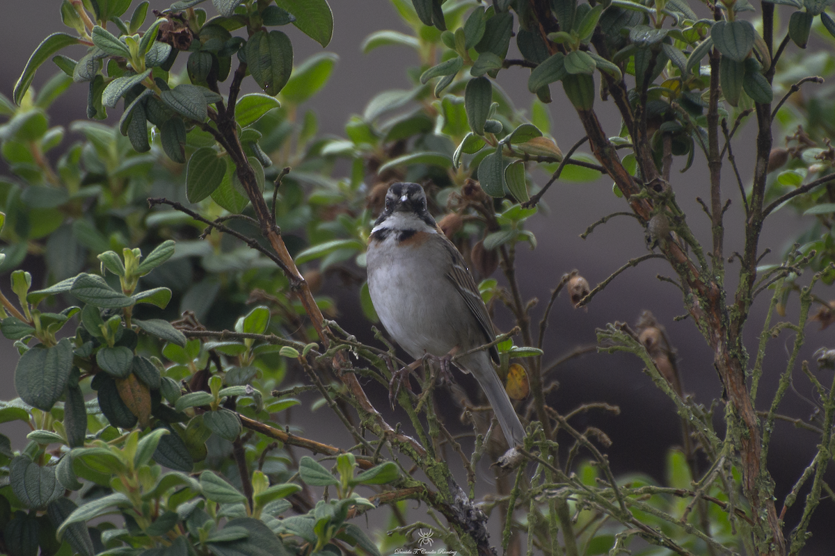 Rufous-collared Sparrow - ML620824536