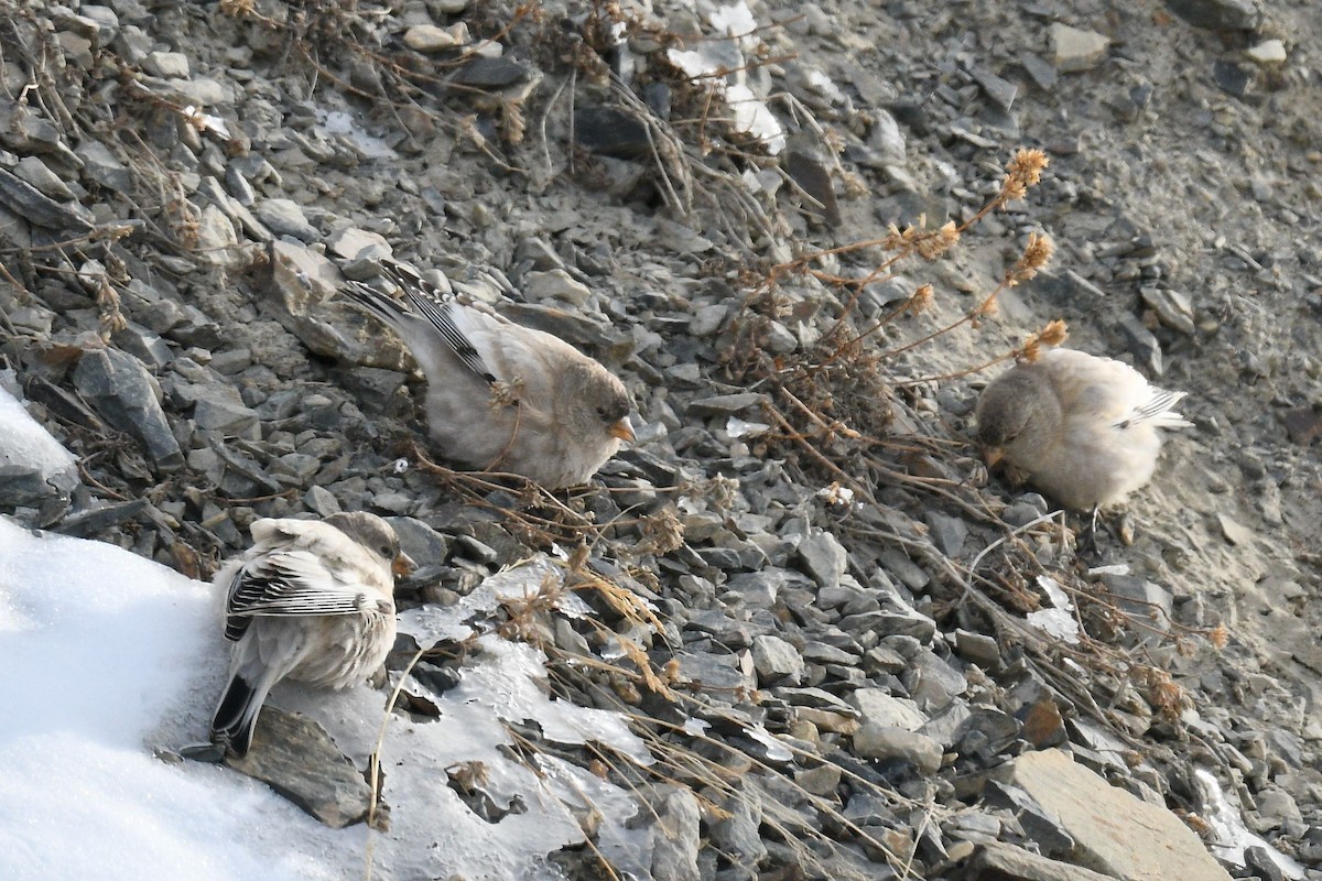 Black-headed Mountain Finch - ML620824538