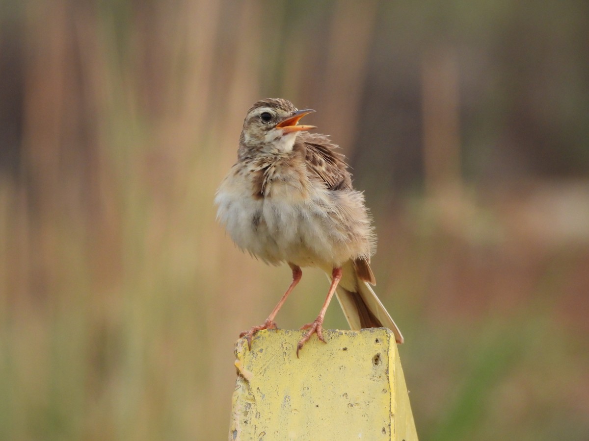 Paddyfield Pipit - ML620824541