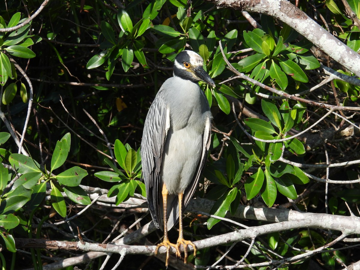 Yellow-crowned Night Heron - ML620824544