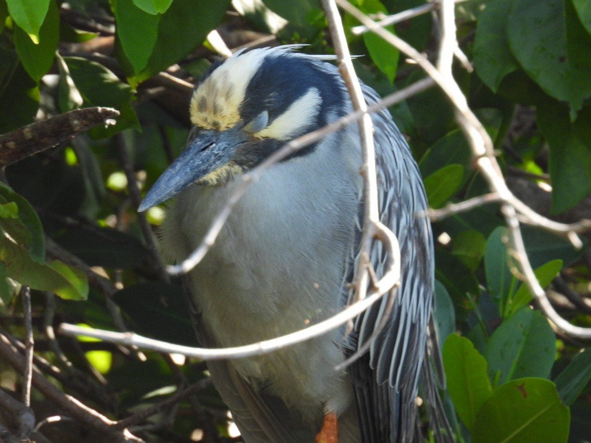 Yellow-crowned Night Heron - ML620824545