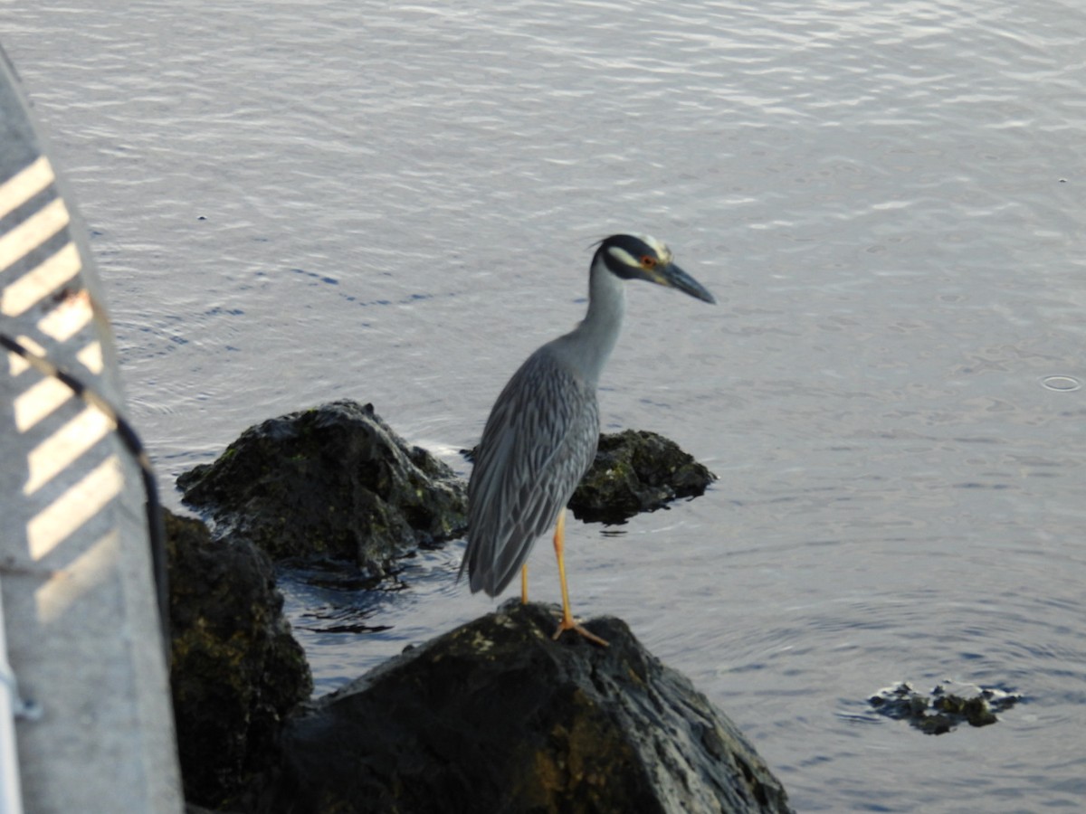 Yellow-crowned Night Heron - ML620824546