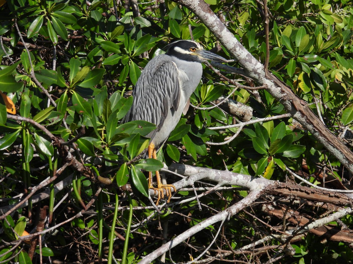 Yellow-crowned Night Heron - Denise Rychlik