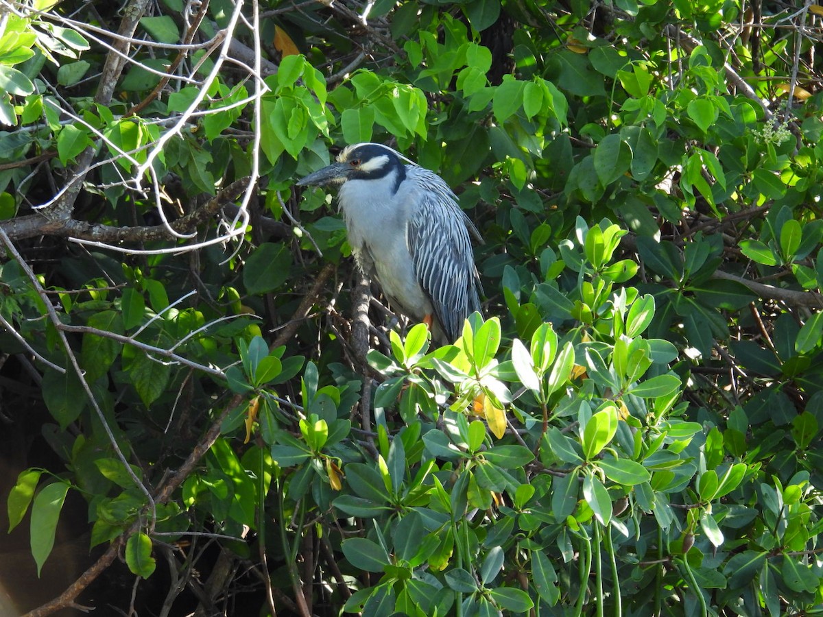 Yellow-crowned Night Heron - ML620824548