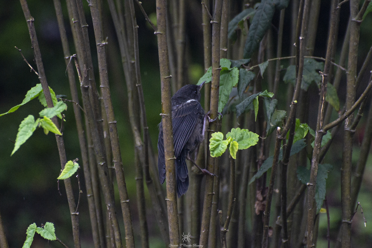 Black Flowerpiercer - ML620824549