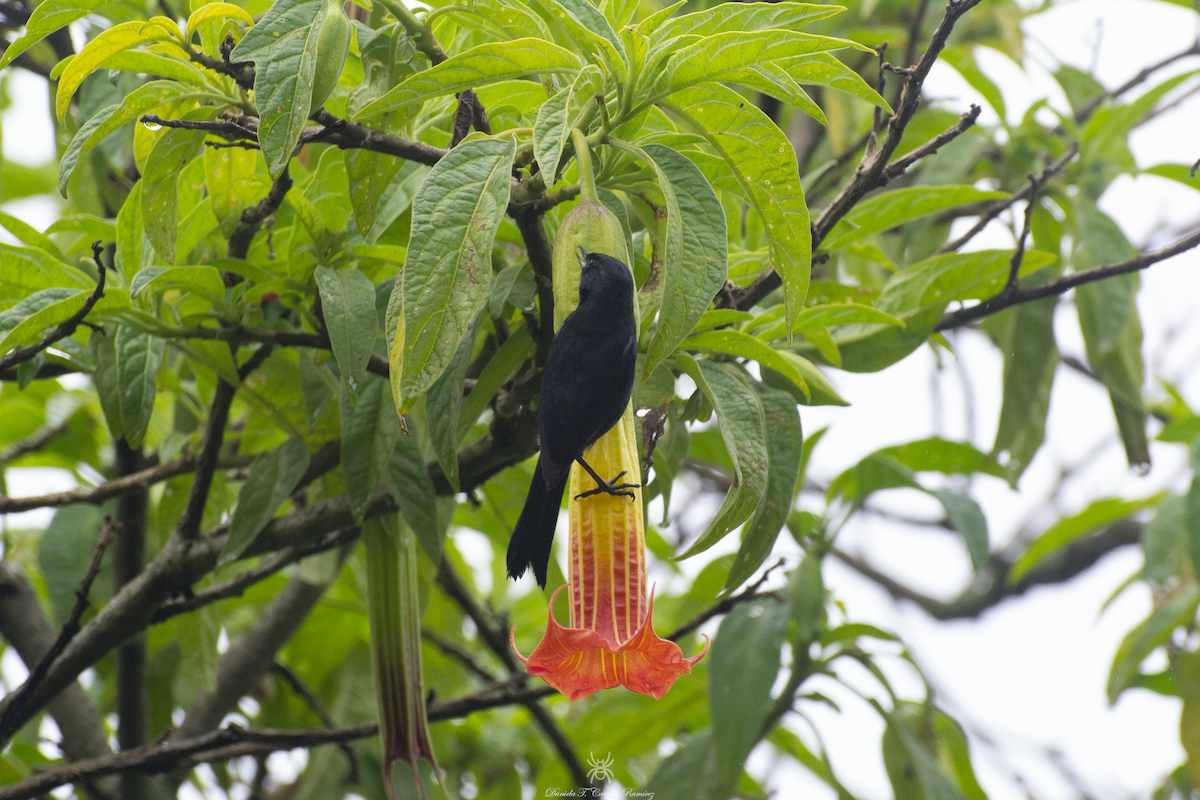 Black Flowerpiercer - ML620824550