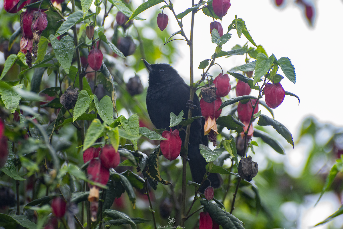 Black Flowerpiercer - ML620824552