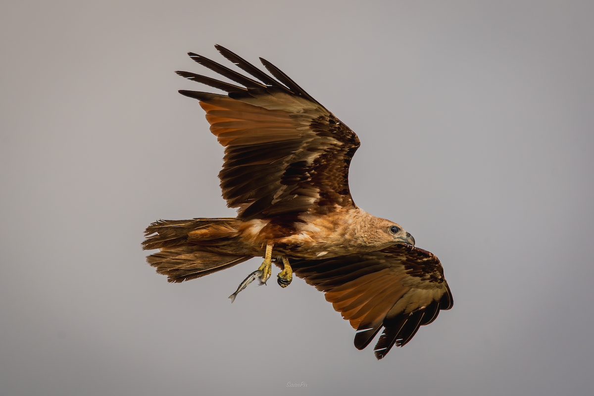 Brahminy Kite - ML620824553