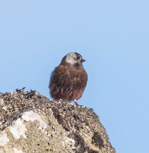 Gray-crowned Rosy-Finch - ML620824554