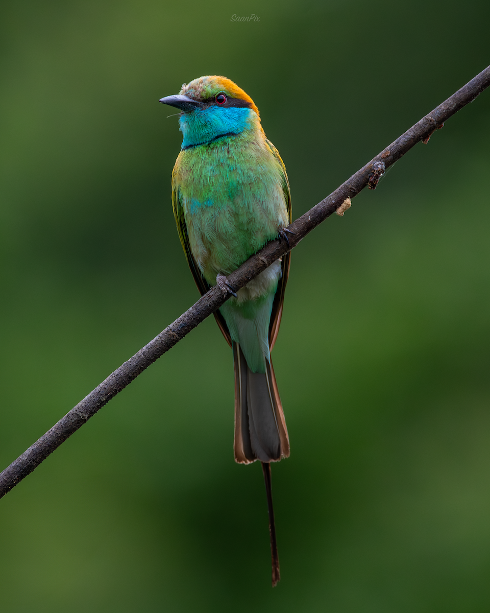 Asian Green Bee-eater - ML620824556