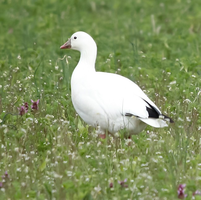 Ross's Goose - ML620824557