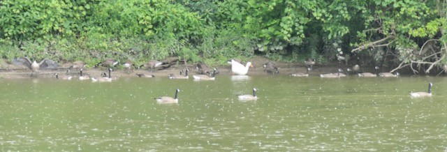 Canada Goose - ML620824558