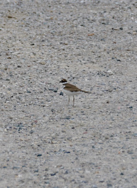 Killdeer - ML620824559