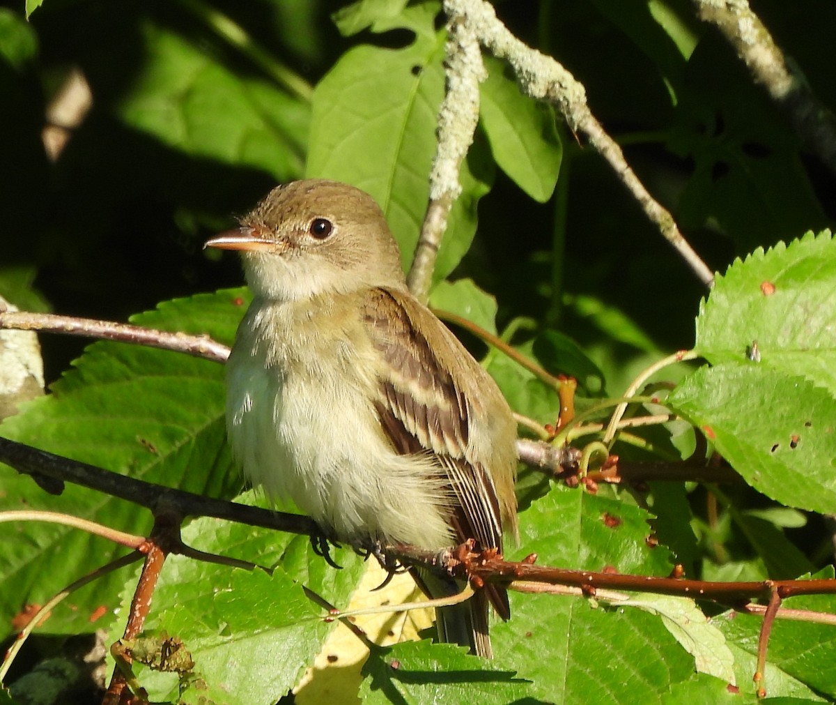 Willow Flycatcher - ML620824560